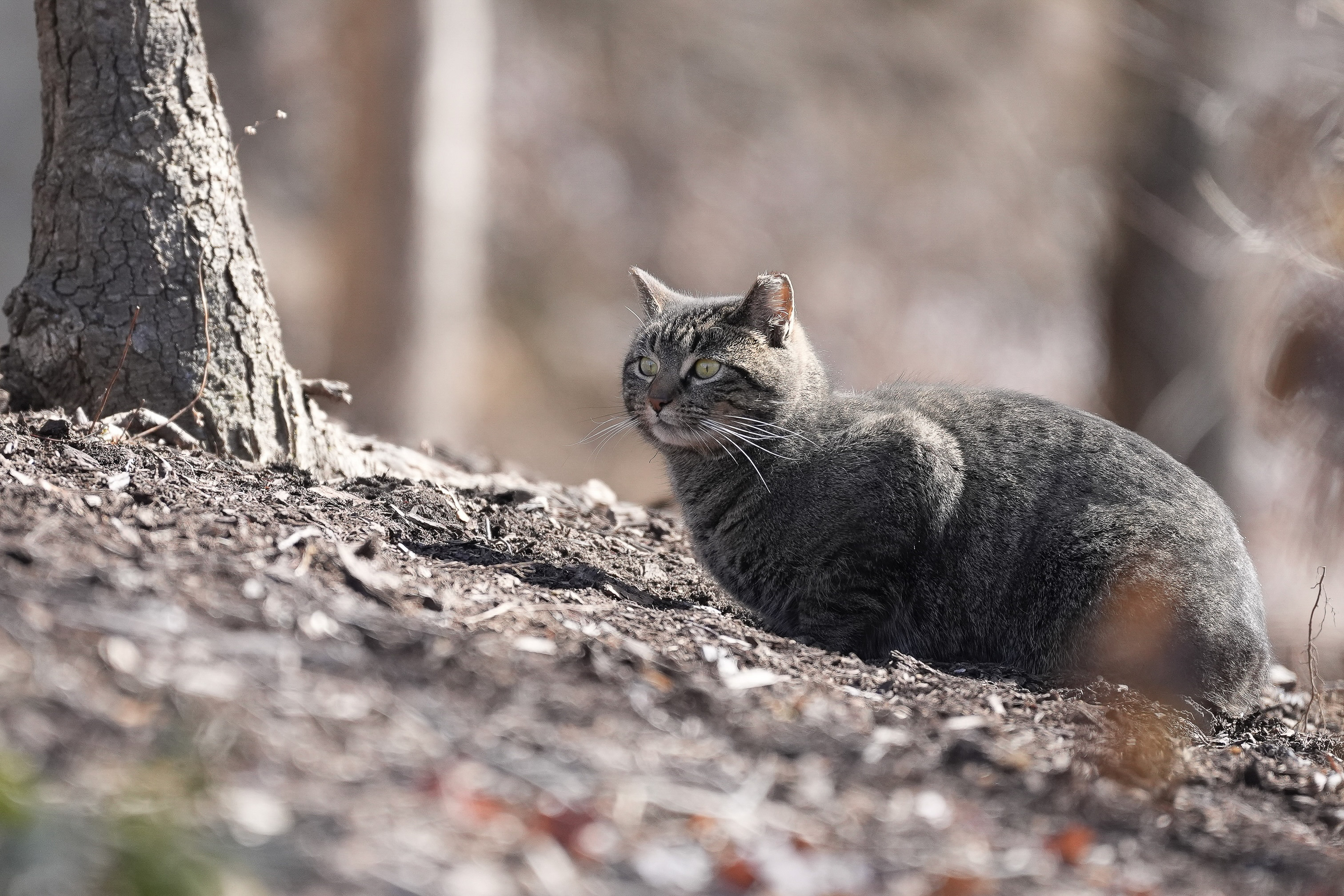 Cornell Campus Wildlife